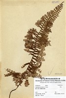 藏品(皺葉腎蕨)的圖片